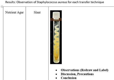 Solved Results Observation Of Staphylococcus Aureus For Chegg