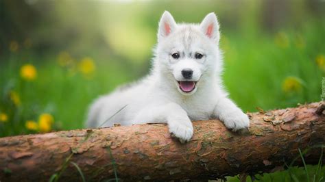 Szczeniak siberian husky oparty łapkami o zwalone drzewo