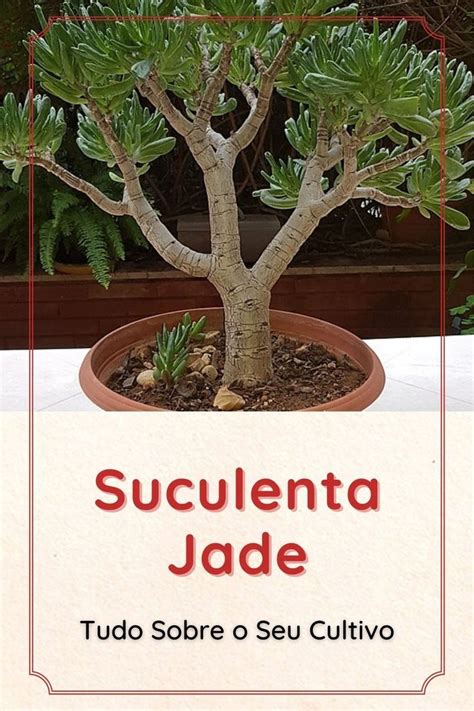 Suculenta Jade Saiba Tudo Sobre Essa Planta Plants Garden Jade