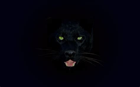 Panther Wallpapers - Wallpaper Cave