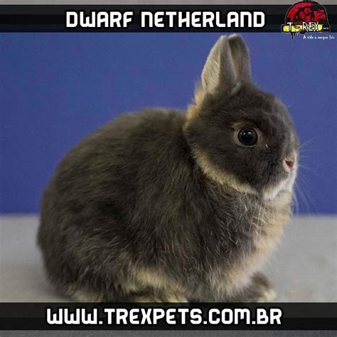 Mini Coelho Dwarf Netherland