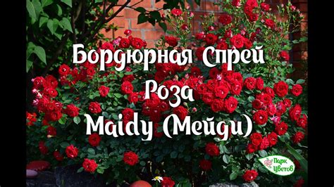 Бордюрная Спрей роза Maidy (Мейди) селекции немецкого питомника Kordes ...