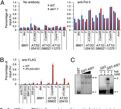 PDF RNA Binding Protein Regulates Plant DNA Methylation By