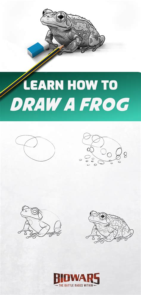 draw  frog guide  beginners frog drawing drawings frog