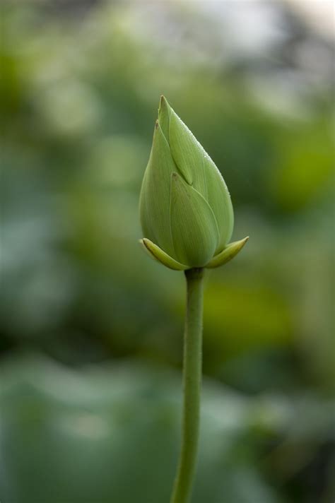 Capullo De La Flor Loto Foto Gratis En Pixabay Pixabay