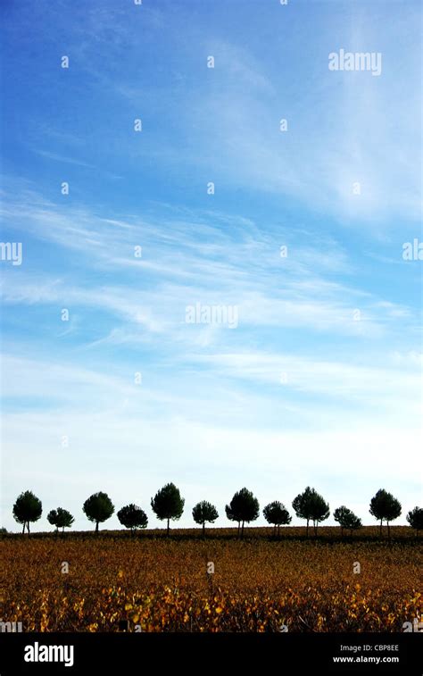 Silhouette Row Of Pines Tree Stock Photo Alamy