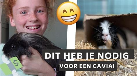 Dit Heb Je Nodig Voor Jou Eerste Cavias Aimées World Youtube