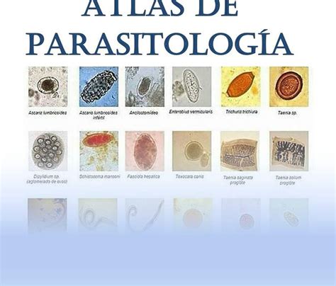 Microbiolog A Y Parasitolog A M Dicas Guillem Prats M Dica