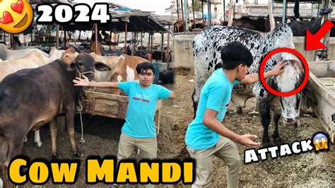 Karachi Ki Biggest Cow Mandi Malir Mandi Cow Mandi Mandi Vlog