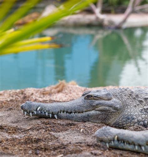 Crocodile Free Stock Photo Public Domain Pictures