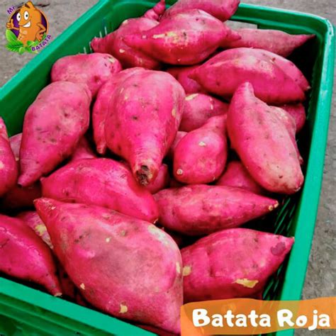 Batata Roja Criolla Mr Batata Colombia