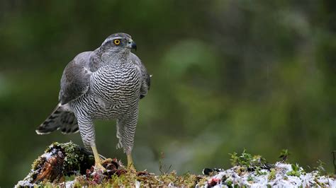 Goshawk