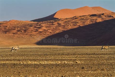 Sunrise in Sossusvlei stock photo. Image of dead, dune - 237282796