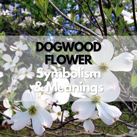 Dogwood Flower: Symbolism, Meanings, and History - Symbol Genie