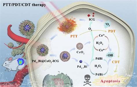 Intelligent Pd Bi Ceo Nanosystem With Dual Enzyme Mimetic Activities