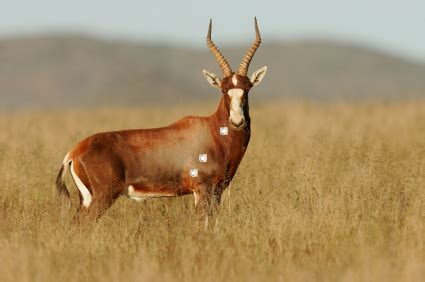 HUNTING Blesbok | AfricaHunting.com