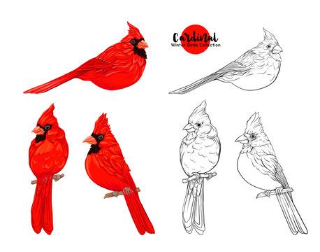 Cardinal Drawing Images – Browse 19,280 Stock Photos, Vectors, and ...