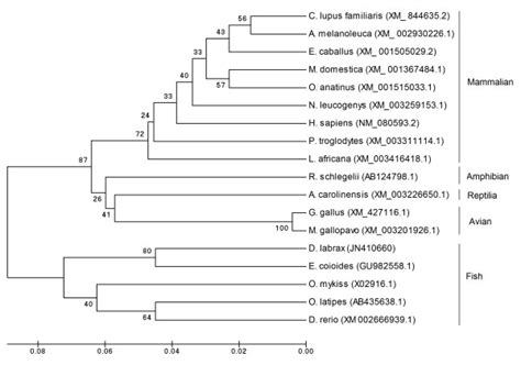 Upgma Phylogenetic Tree Depicting The Evolutionary Relationship Of