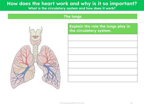 Arteries Capillaries And Veins Worksheet Science Year 6