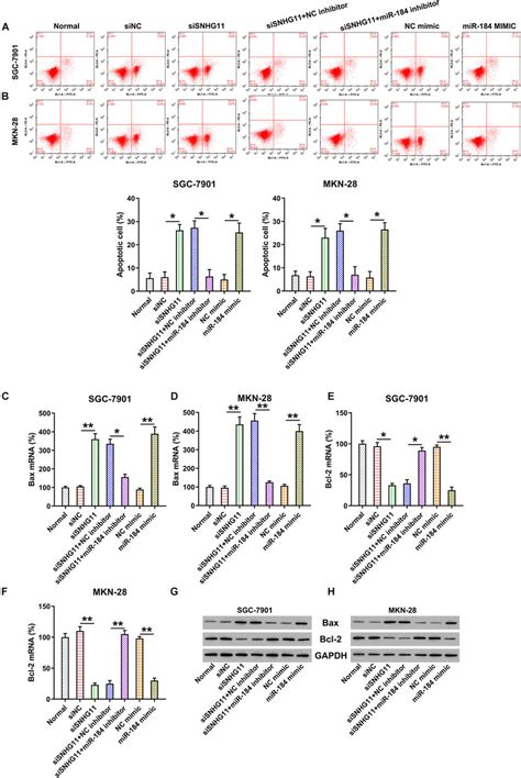 The Effect Of Snhg11 And Mir 184 On Mkn 28 And Sgc 7901 Cells