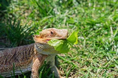 Pet Lizard Types Small | Pets Animals US