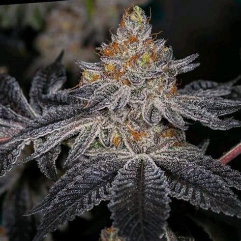 Ethos Genetics End Game Rbx The Punch Line Feminized Seeds