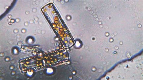 knobs life  sea official video  youtube