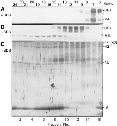 Association of Calnexin with Protein Complexes. | Download Scientific ... 