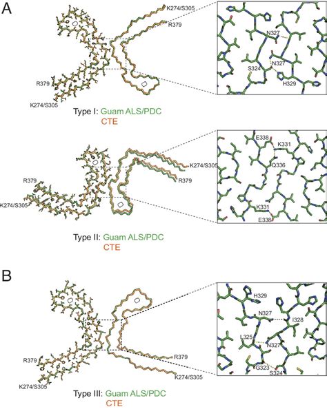 Tau Filaments From Amyotrophic Lateral Sclerosisparkinsonism Dementia