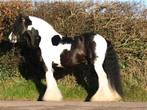 Tinker Irish Cob Gypsy Cob