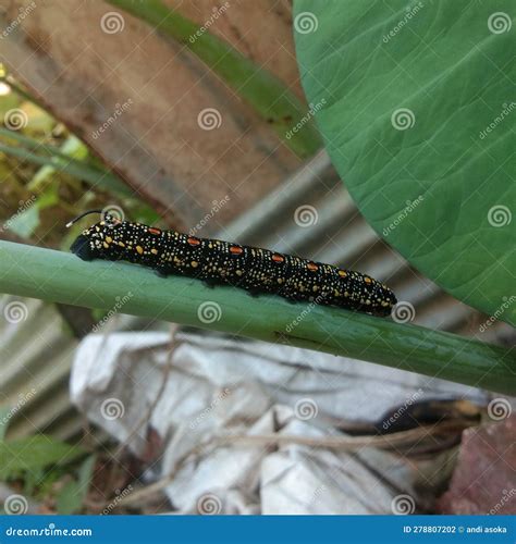 This is a Type of Dark-colored Caterpillar that Eats Plants and Leaves