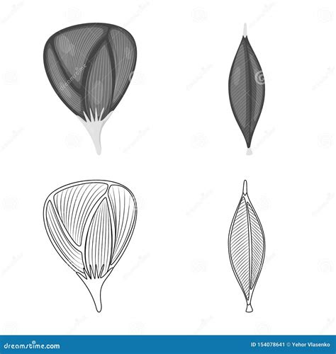 Conception De Vecteur De Fibre Et De Logo Musculaire Collection D Ic Ne