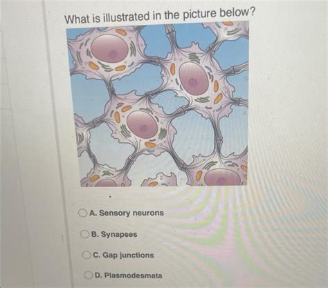 Solved What is illustrated in the picture below? A. Sensory | Chegg.com 