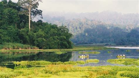 #3 main types of forest in Vietnam: Jungle, Mangrove and National park