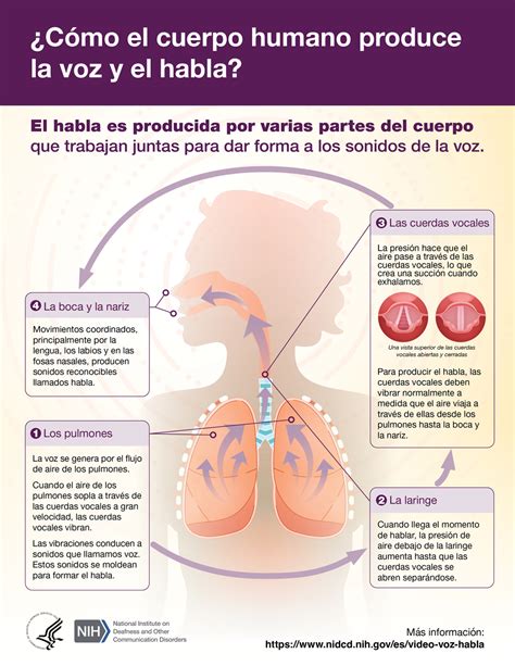 Cómo el cuerpo humano produce la voz y el habla NIDCD