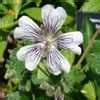 Plantfiles Pictures Geranium Species Dwarf Cranesbill Hardy Geranium