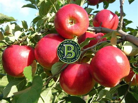 Сорт Яблони Моди Фото И Описание – Telegraph