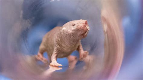 Mystery Of Naked Mole Rats Exceptional Fertility Unlocked By New Research