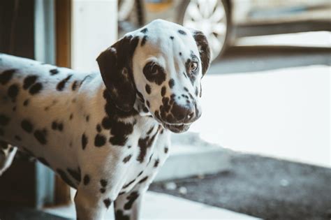 Dalmatian Puppies: A Comprehensive New Owner Guide