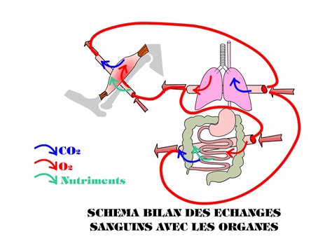 Schéma Des échanges Entre Le Muscle Et Le Sang