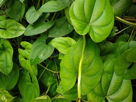 Purple Yam Dioscorea Alata Plant Leaves Green Background Stock Image