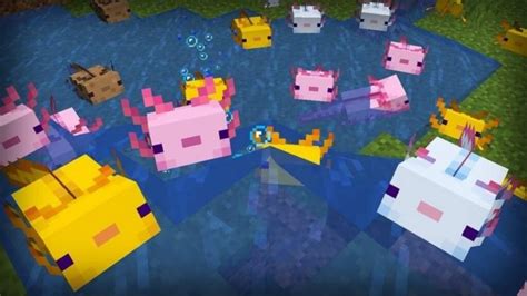 How To Tame Axolotls In Minecraft Caves And Cliffs Food Location And More