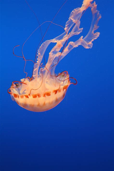 SeaLife | Photography on Behance