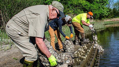 Oyster Castles In Place At Windsor Castle Park Smithfield Times Smithfield Times