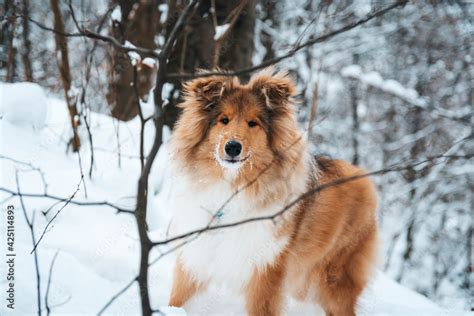 Młody Owczarek szkocki zimą lassie w śniegu collie rough szczeniak