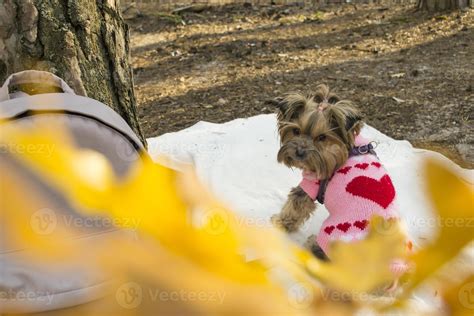 The cute yorkshire terrier sits on the litter in the forest 41293070 Stock Photo at Vecteezy