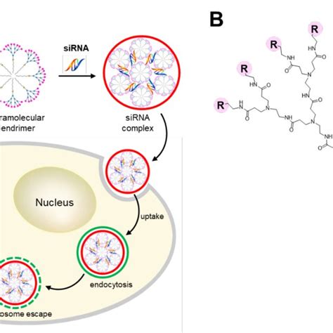 Schematic Illustration Of The Supramolecular Dendrimer Formed Via