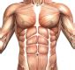 Juegos de Ciencias Juego de MÚSCULOS DEL TORSO Cerebriti