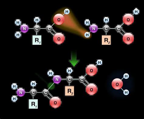 Peptide Bond Definition Structure Formation Hydrolysis Examples Biology Notes Online