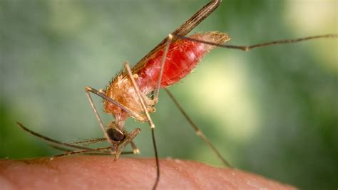 The Parasite That Lures Mosquitos To Humans The Atlantic